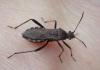 Alydus calcaratus